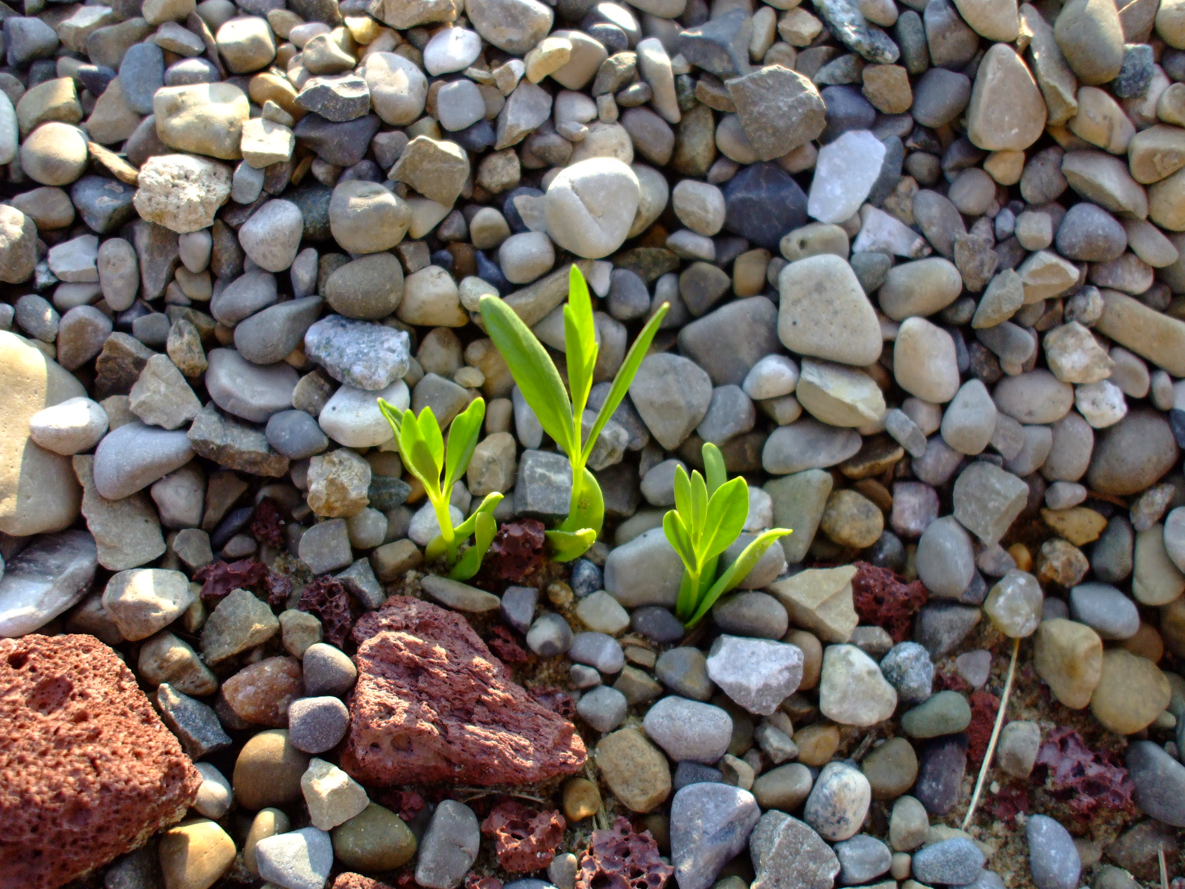 Amsonia eastwoodiana